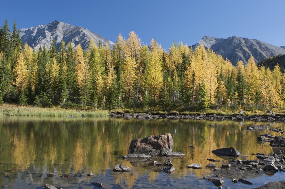 Mountain Pond Reflecting Fall Colours Of Glowing Larch Trees With Mountains In The Background And Blue Sky Alberta Canada Canvas Art - Michael Interisano Design Pics (18 x 12)