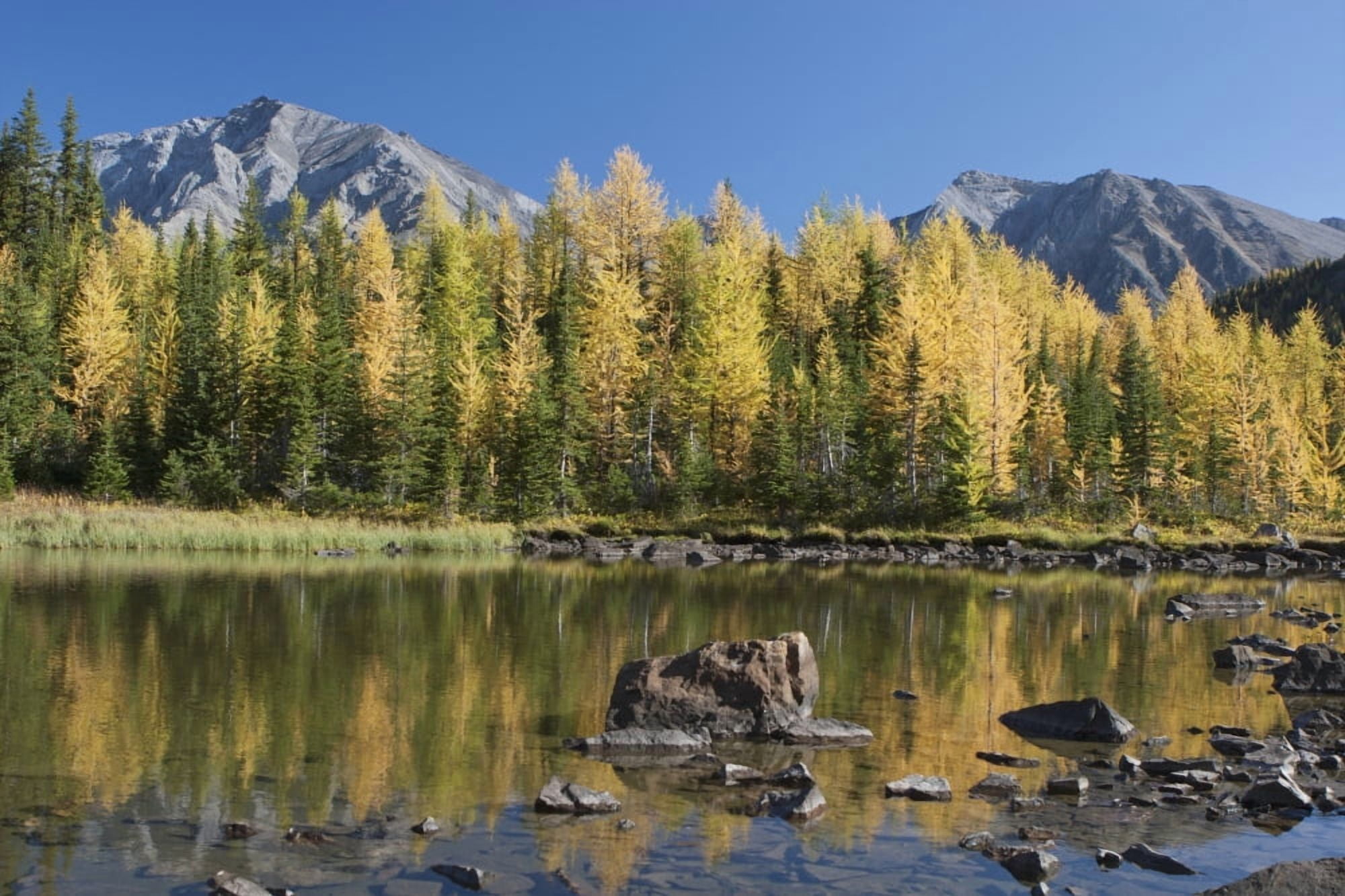 Mountain Pond Reflecting Fall Colours Of Glowing Larch Trees With Mountains In The Background And Blue Sky Alberta Canada Canvas Art - Michael Interisano Design Pics (36 x 24)
