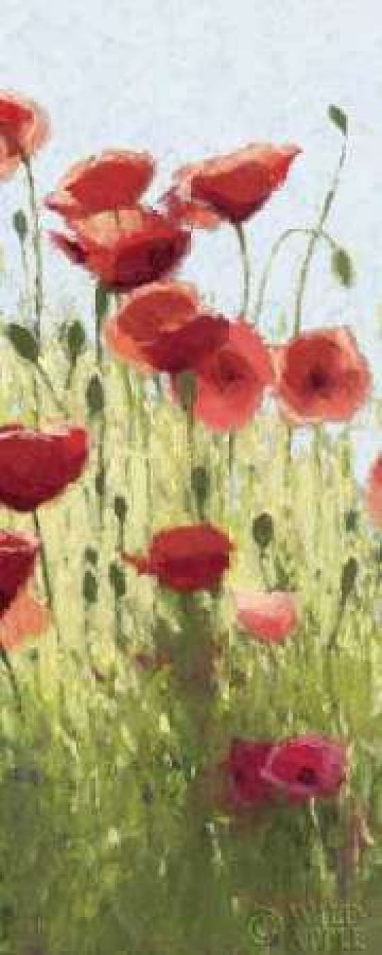 Mountain Poppies I - Wag Canvas Art - Shirley Novak (10 x 20)