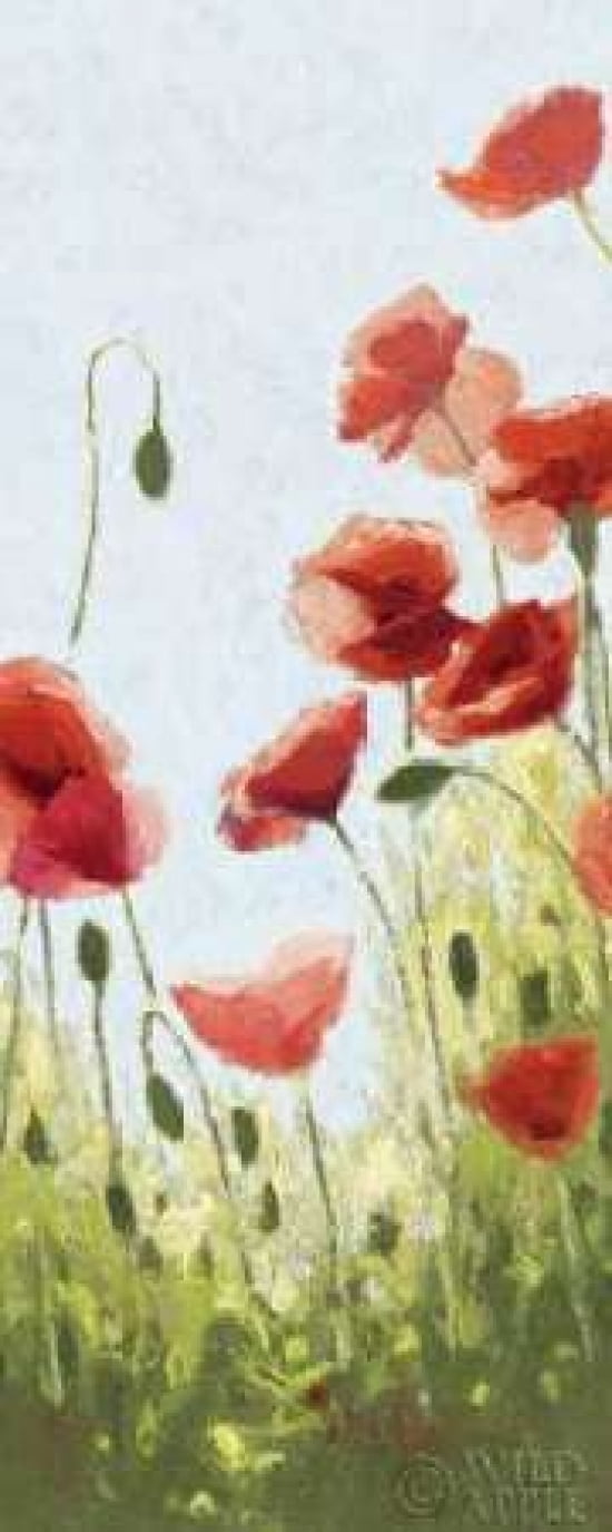 Mountain Poppies II - Wag Canvas Art - Shirley Novak (10 x 20)