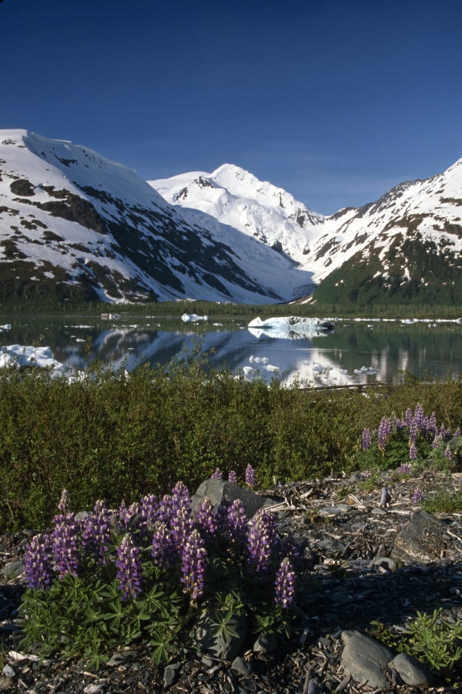Mountain Reflecting In Portage Lake WLupine Sc Ak Canvas Art - Jeff Schultz Design Pics (11 x 17)