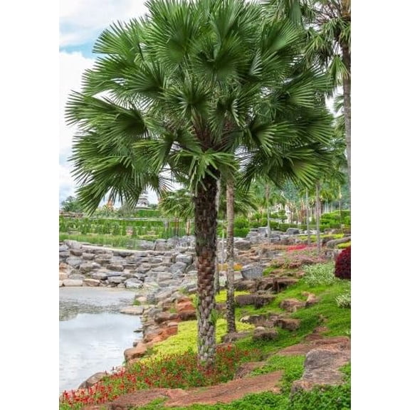 Mountain Serdang Palm Tree Seeds for Planting (10 Seeds) - Livistona speciosa