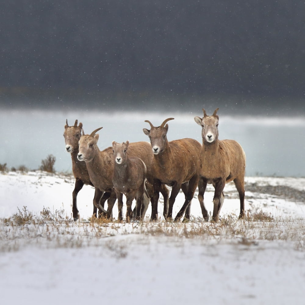 Mountain Sheep Family Nordegg Alberta Canada Canvas Art - Richard Wear Design Pics (16 x 16)