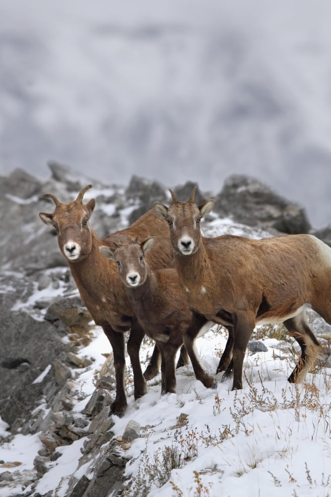 Mountain Sheep Family Nordegg Alberta Canada Canvas Art - Richard Wear Design Pics (22 x 34)
