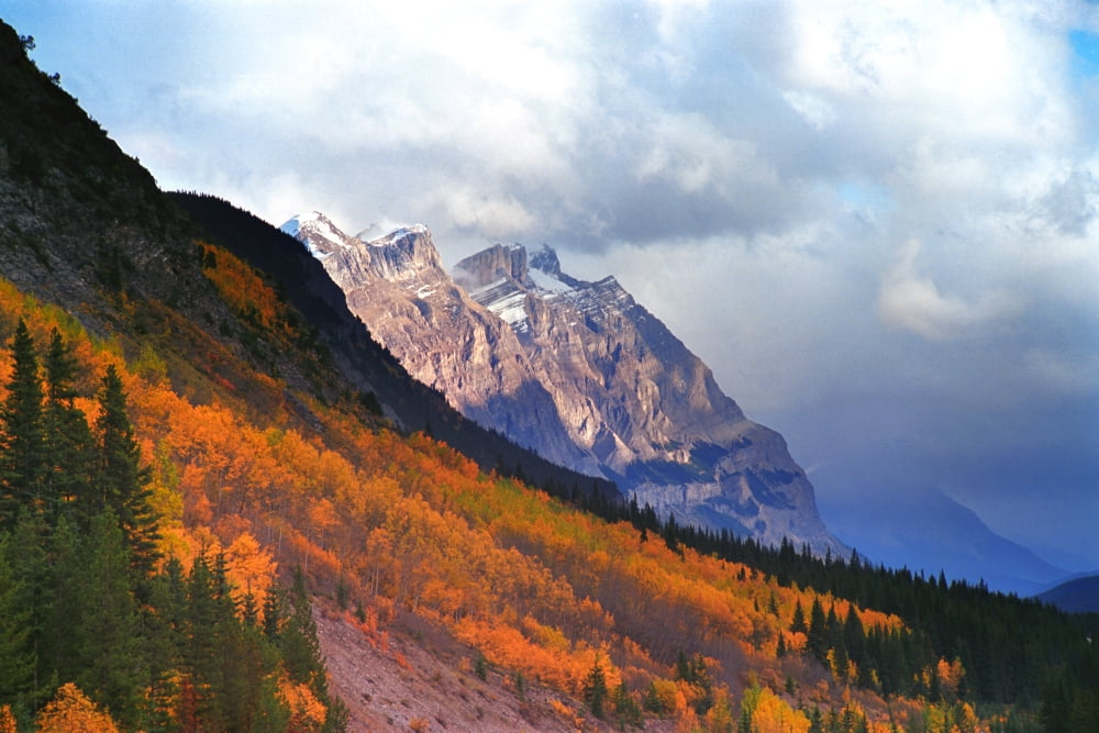 Mountain Slope In Fall Canvas Art - Corey Hochachka Design Pics (17 x 11)