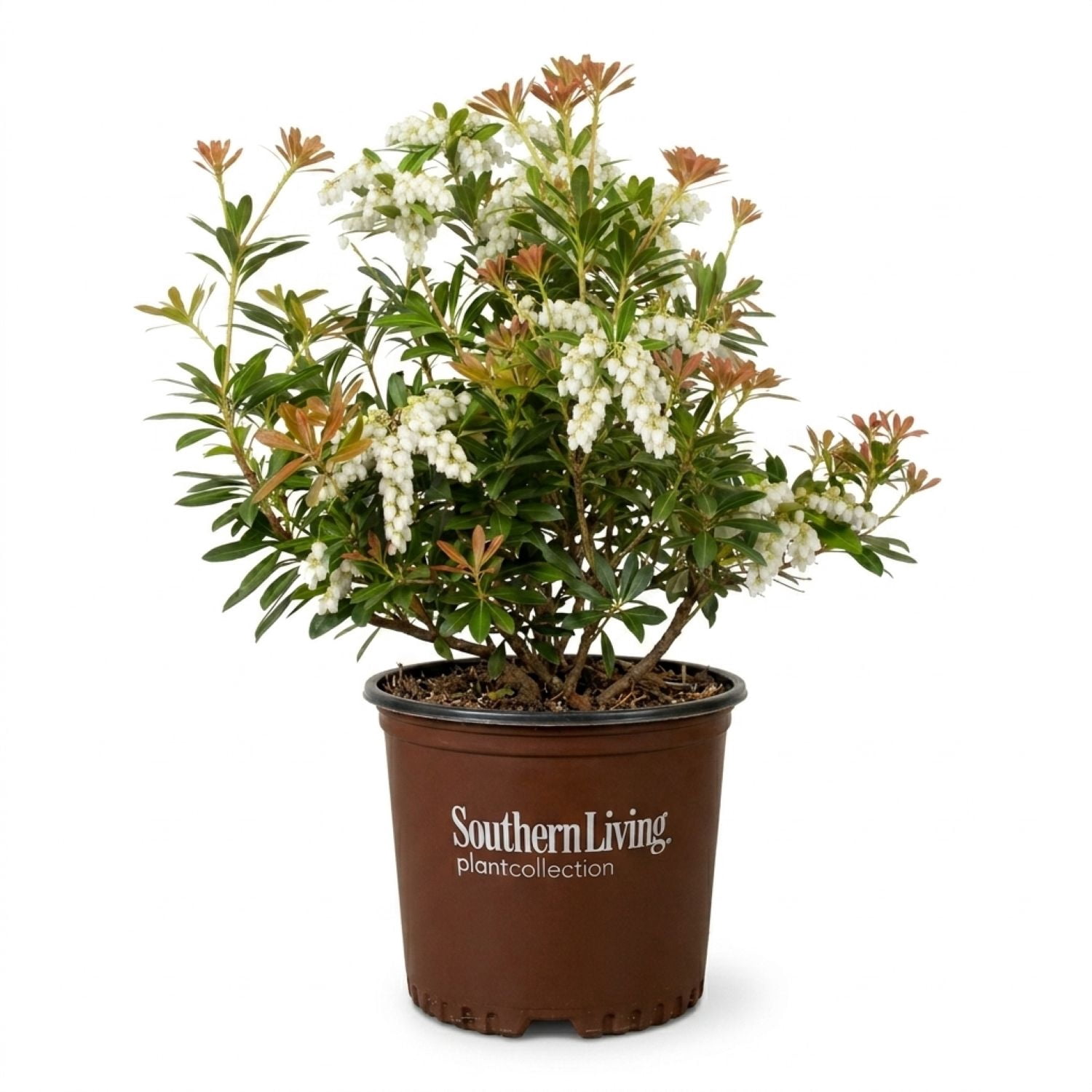 Southern Living Mountain Snow Pieris 'Japanese Andromeda' Live Shrub in 2-Gallon Grower Pot