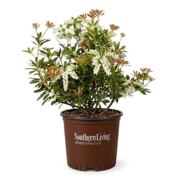 Southern Living Mountain Snow Pieris 'Japanese Andromeda' Live Shrub in 2-Gallon Grower Pot