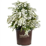 Southern Living Mountain Snow Pieris 'Japanese Andromeda' Live Shrub in 2-Gallon Grower Pot