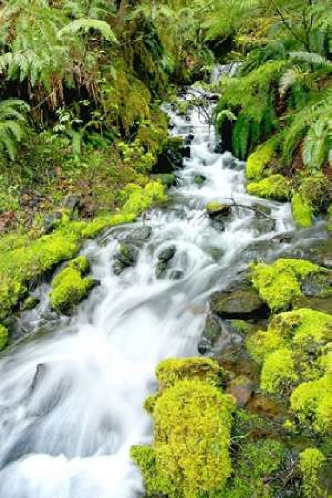 Mountain Stream Canvas Art - Douglas Taylor (12 x 18)