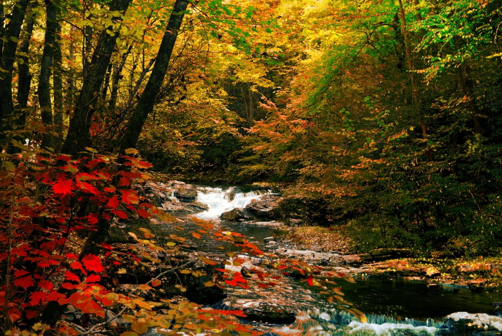 Mountain Stream Canvas Art - Jerome Andrews (26 x 18)