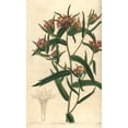 thumbnail image 1 of Mountain Trumpet Flower, Collomia Biflora Poster Print By ® Florilegius Mary Evans (24 X 36), 1 of 3
