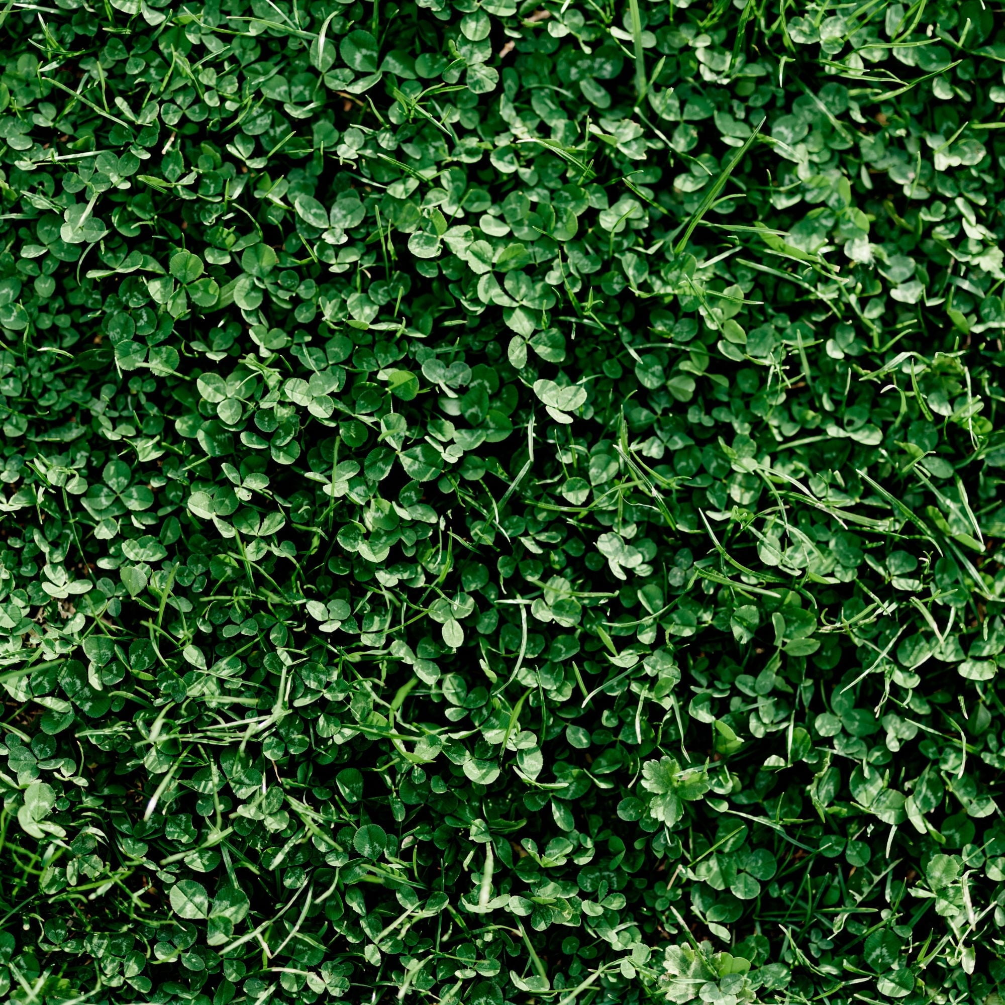 Miniature Clover Seeds – 1 lb (~400,000 Seeds) – Small Leaf White Clover – Low-Growing, Non-GMO Perennial Cover Crop & Lawn Alternative -Fixing Ground Cover