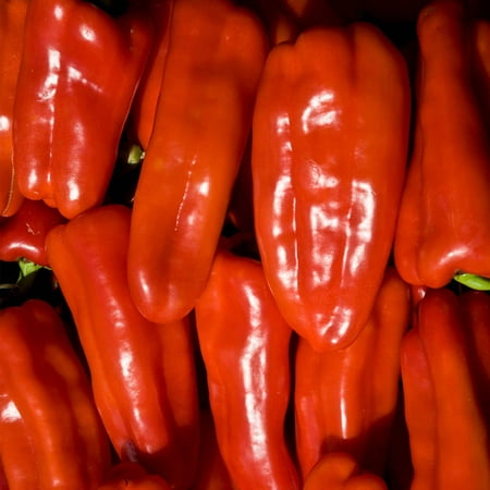 Gypsy Hybrid Sweet Pepper Garden Seeds - 10 Seeds - Non-GMO - Bell Peppers - Yellow, Orange-Red - AAS Winner - Vegetable Gardening Seed
