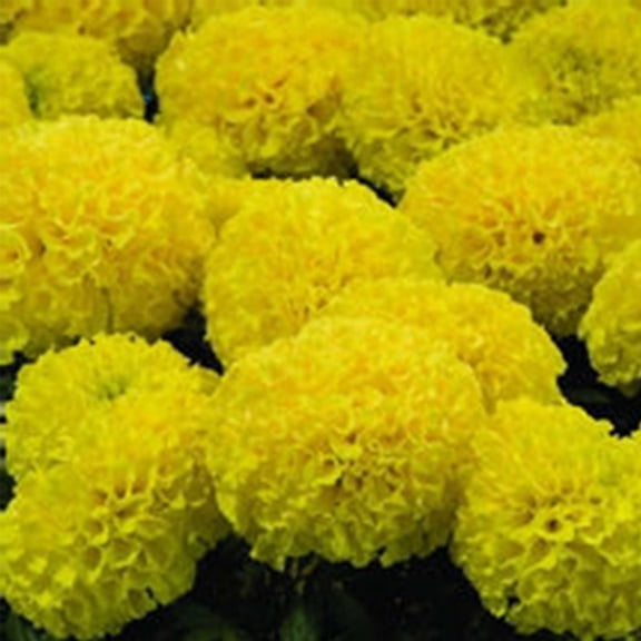 African Marigold Flower Garden Seeds - Discovery Series F1 - Yellow - 100 Seeds - Annual Flower Gardening Seed - Tagetes erecta
