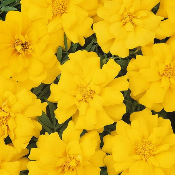 Marigold Seeds - Durango Series - Yellow - 100 Seed Packet - Tagetes patula - Non-GMO, Open Pollinated - Flower Gardening