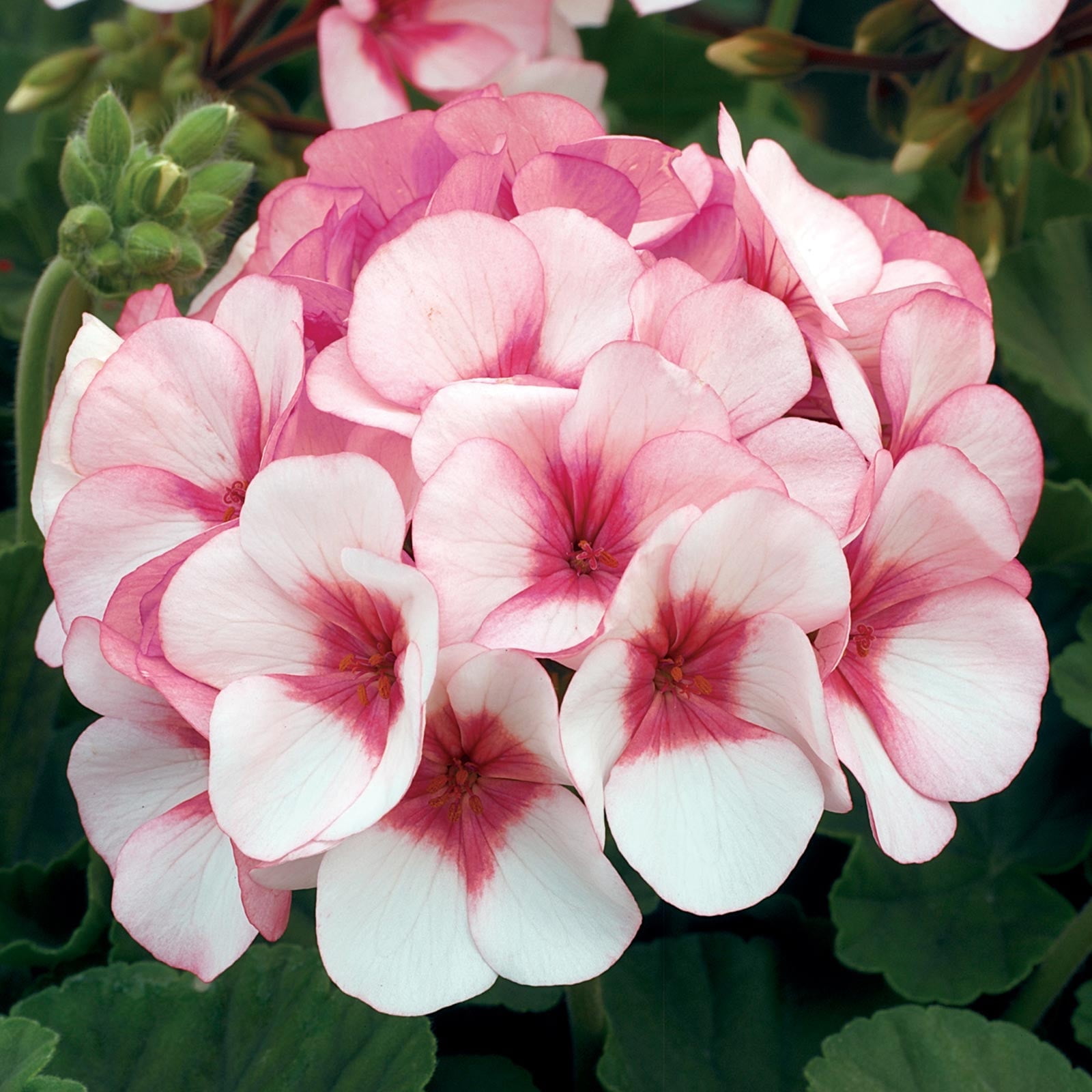 Maverick F1 Series Geranium Flower Garden Seeds - Appleblossom - 100 Seeds - Annual Flower Gardening Seed - Pelargonium x hortorum