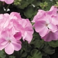 thumbnail image 1 of Pinto Premium F1 Series Geranium Flower Garden Seeds - Lavender - 100 Seeds - Annual Flower Gardening Seed, 1 of 8