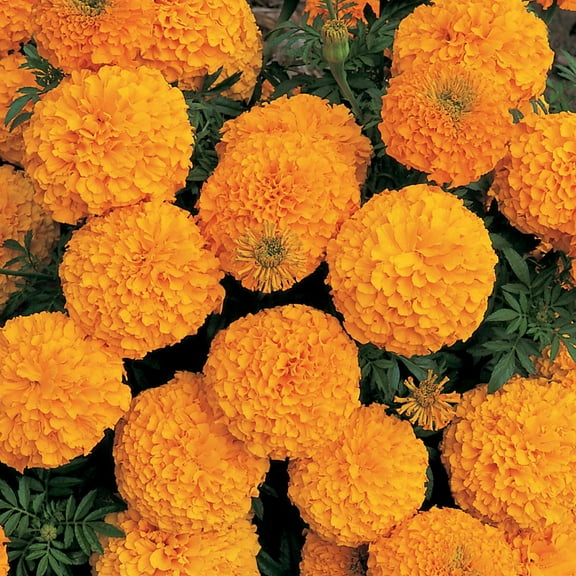 Mountain Valley Seed Company 100 Orange Marigold Flower Seeds, Heat Resistant