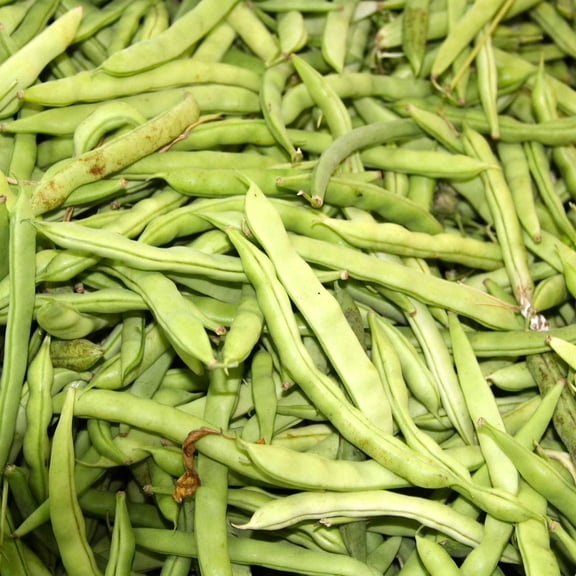 Mountain Valley Seed Company 100 Pole Bean Plant Seeds, Non-GMO