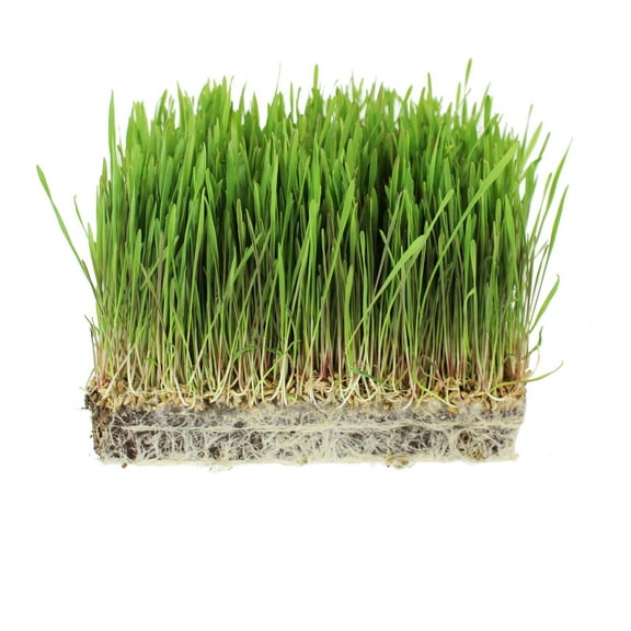 Mountain Valley Seed Company 1000 Organic Rye Grain Plant Seeds, Non-GMO