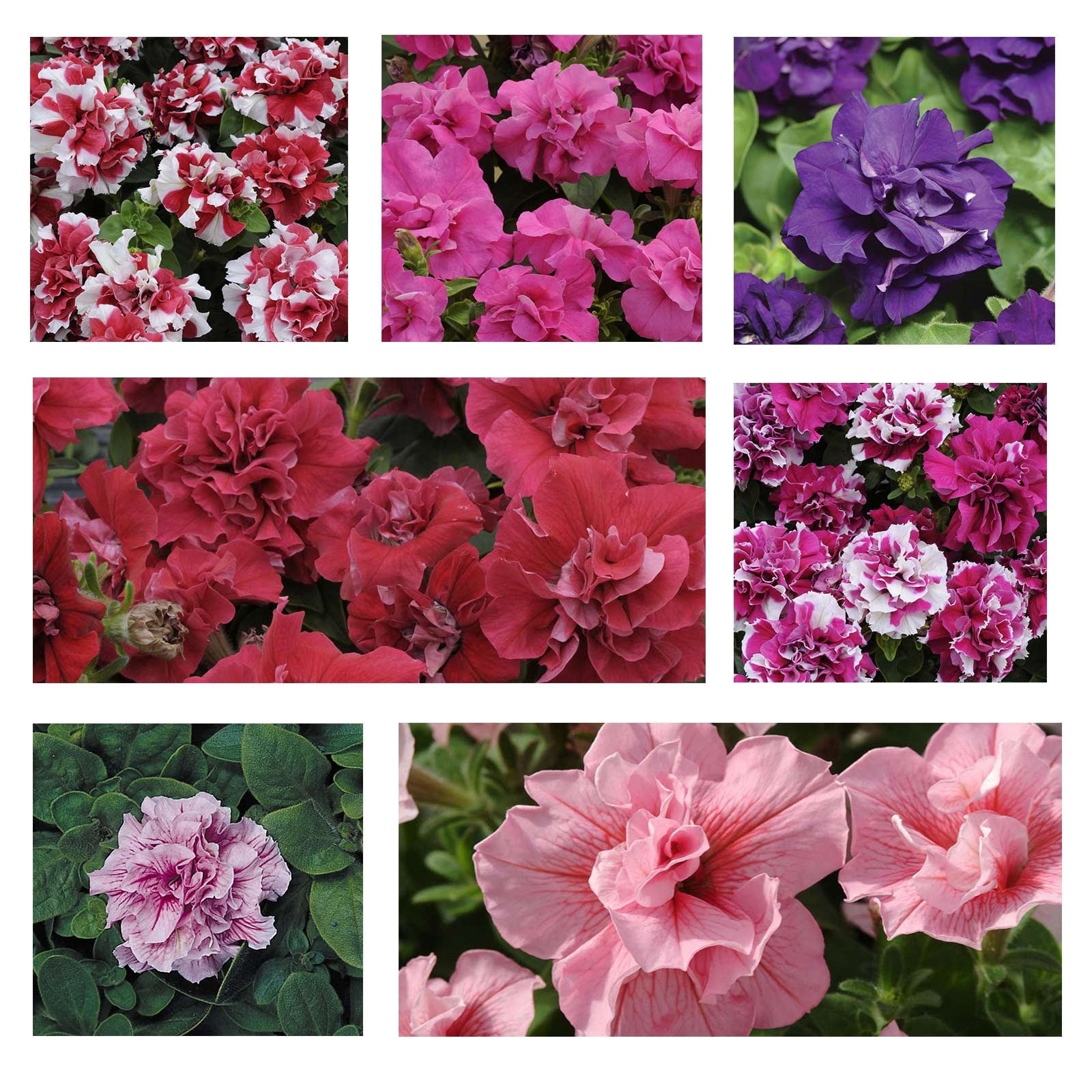 Petunia - Double Madness Series Flower Garden Seed - 1000 Pelleted Seeds - Color Mix Blooms - Annual Flowers - Double Floribunda Petunias