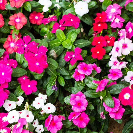 Vinca Flower Garden Seeds - Pacifica XP Series - Really Red - 1000 Seeds - Annual Flower Gardening Seed