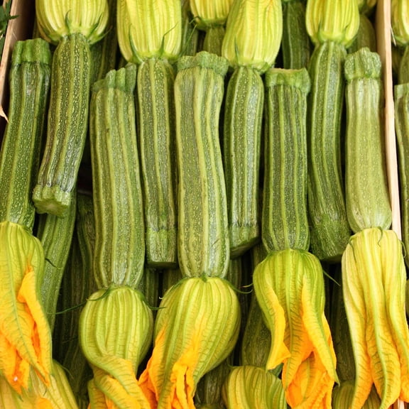 Mountain Valley Seed Company 150 Zucchini Plant Seeds, GMO Free