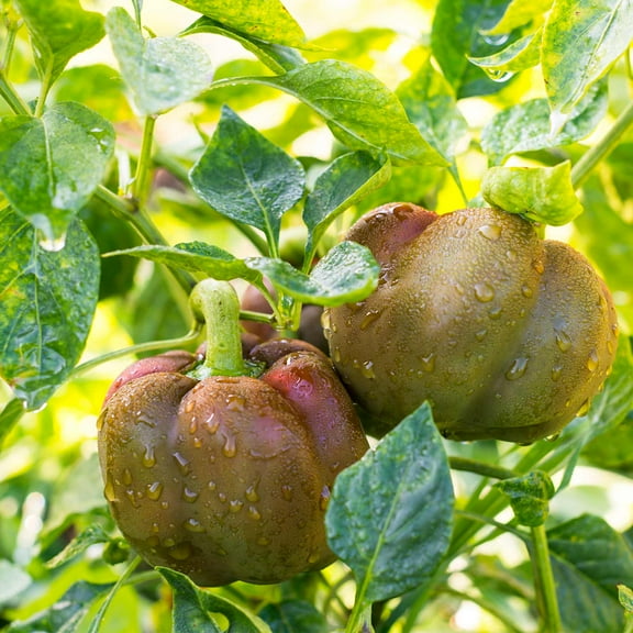 Mountain Valley Seed Company 30 Chocolate Beauty Sweet Pepper Garden Seeds