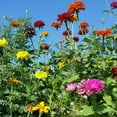 thumbnail image 1 of Annual Cut Flower Seed Mix - 4 g Packet ~4800 Seeds - Blend of Zinnia, Poppies, Cosmos, Black-Eyed Susans, More - Flower Garden Seed, 1 of 7