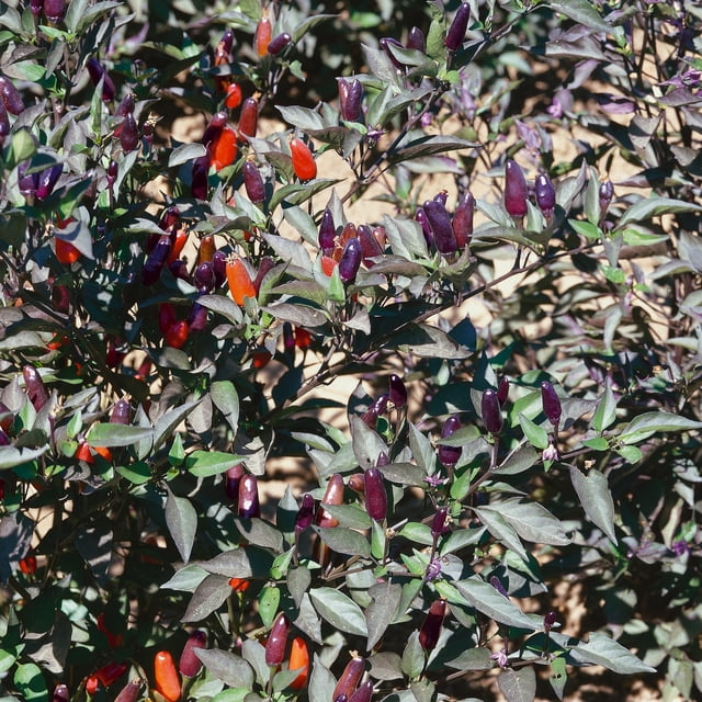 Mountain Valley Seed Company 50 Black Olive AAS Ornamental Hot Pepper ...