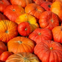 Cinderella Pumpkin Garden Seeds (Rogue VIF d'Etampes) - 8 g Packet ~50 Seeds - French Heirloom Pumpkins - Non-GMO - Red-Orange Variety - Vegetable Gardening Seed