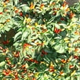 thumbnail image 1 of Little Elf Ornamental Hot Pepper Seeds - 300 Mg Packet ~50 Seeds - Non-GMO, Heirloom - Vegetable Garden - Capsicum annuum, 1 of 7