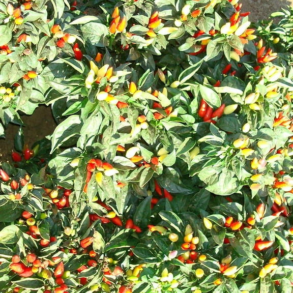 Little Elf Ornamental Hot Pepper Seeds - 300 Mg Packet ~50 Seeds - Non-GMO, Heirloom - Vegetable Garden - Capsicum annuum