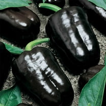 Purple Beauty Sweet Pepper Garden Seeds - 500 g Packet ~60 Seeds - Non-GMO, Heirloom - Purple to Red Bell Peppers - Vegetable Gardening Seed