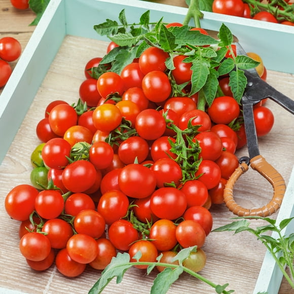 Mountain Valley Seed Company 65 Red Cherry Small Tomato Plant Seeds, Open Pollinated