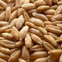 Triticale Grain Seeds - 25 g Packet ~650 Seeds - Non-GMO, Organic - Hybrid of Wheat & Rye - Sprouting & Cover Crop Seed