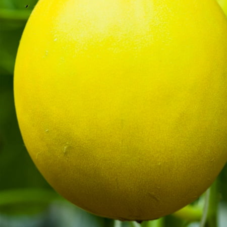Mountain Valley Seed Company 80 Canary Melon Plant Seed, 100 Days to Maturity