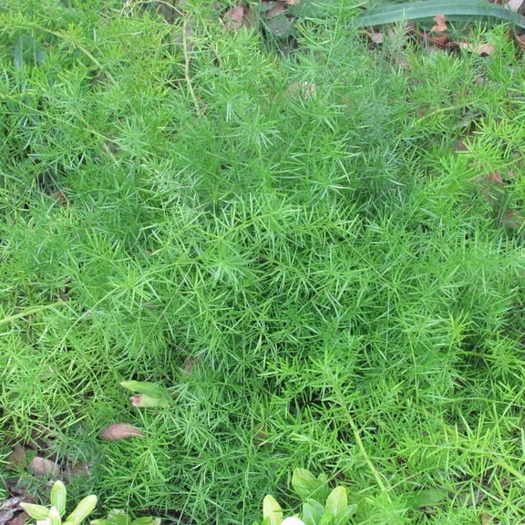 Mountain Valley Seed Company Asparagus Fern Plant Seeds, Non GMO Open Pollinated