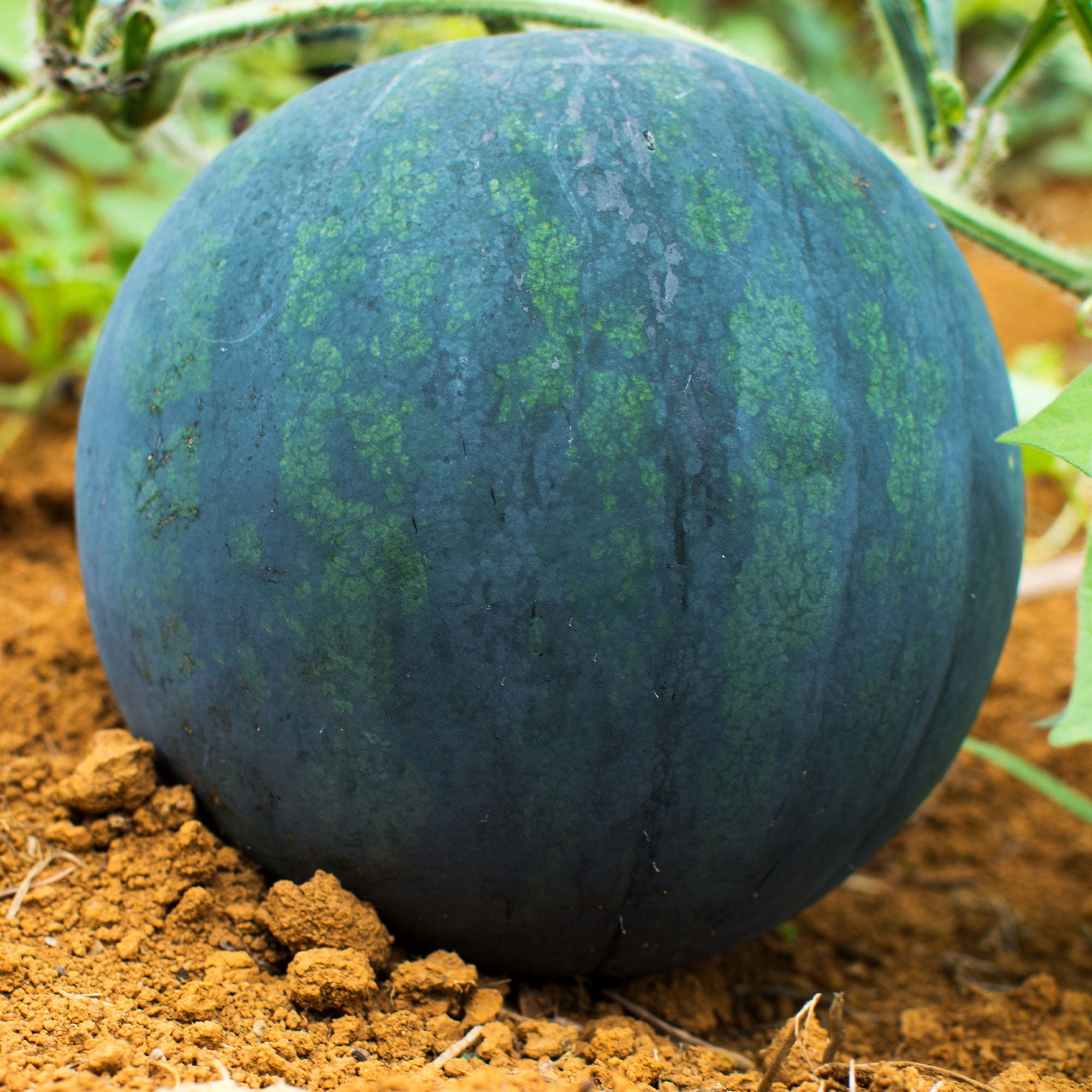 Mountain Valley Seed Company Black Diamond Watermelon Seeds