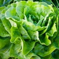 thumbnail image 1 of Lettuce Seeds - Butterhead - Kagraner Sommer - 1 g Packet ~900 Seeds - Lactuca sativa - Farm & Garden Vegetable Seeds - Non-GMO, Heirloom, Open Pollinated, Annual, 1 of 7