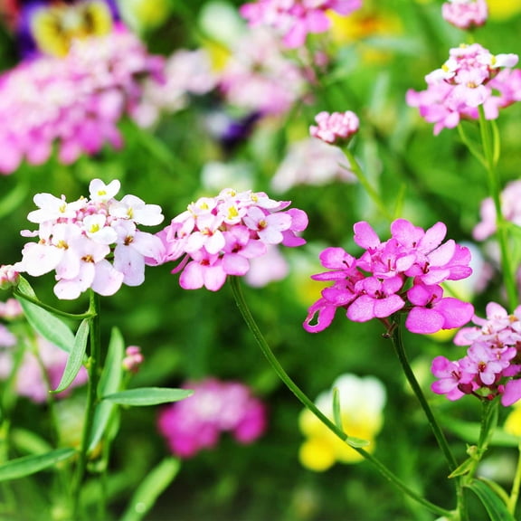 Candytuft Iberis Flower Garden Seeds - Empress - 1 g Packet ~400 Seeds - Annual Flower Gardening Seeds - Iberis amara