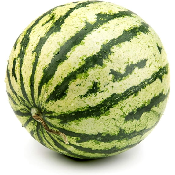 Watermelon Seeds - Dixie Queen - 3 g Packet ~42 Seeds - Citrullus lanatus - Farm & Garden Vegetable/Fruit Seeds - Non-GMO, Heirloom, Open Pollinated, Annual