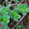 thumbnail image 1 of Mountain Valley Seed Company Green Purslane Plant Seeds, GMO Free, 1 of 2
