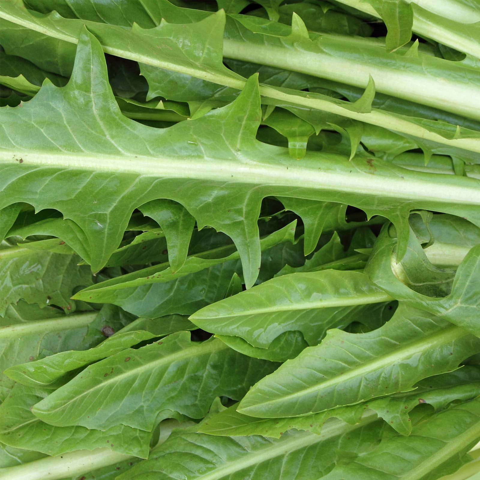 Mountain Valley Seed Company Italian Dandelion Herb Plant Seeds, Non-GMO