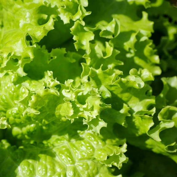 Mountain Valley Seed Company Leaf Lettuce Garden Seeds Grand Rapids Plant Seeds, Non-GMO