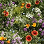 Low Growing Wildflower Seed Mix - 4 g Packet 6000 Seeds - Mix of Annual & Perennial Wild Flower Garden Seeds