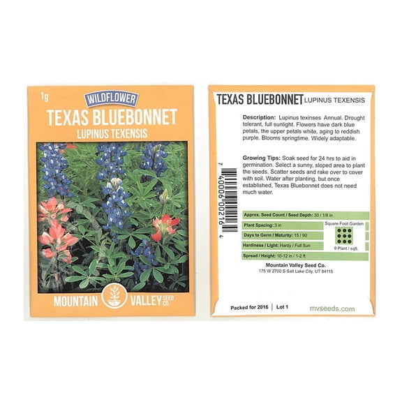 Lupine Flower Garden Seeds - Texas Blue Bonnet - 1 Gram Packet - Perennial Flower Gardening Seeds - Bluebonnet Wildflower - Lupinus texensis
