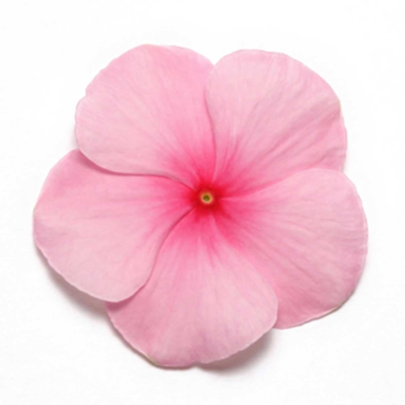 Mountain Valley Seed Company Pacifica XP Series 1000 Vinca Flower Seeds, High Germination Rate