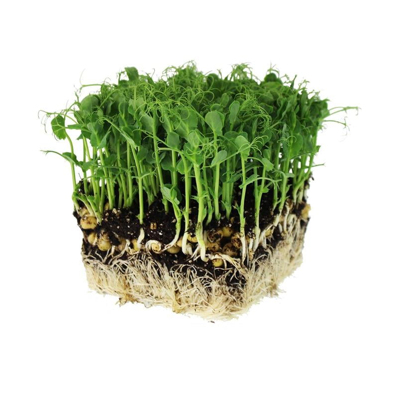 Organic Green Pea Microgreens Seeds - 5 lb (~11,500 Seeds) - Non-GMO, Heirloom, Open Pollinated - Ideal for Microgreens, Sprouting, and Home Growing - Fast Germination, Indoor or Outdoor Use