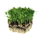 Organic Green Pea Microgreens Seeds - 5 lb 11,500 Seeds - Non-GMO, Heirloom, Open Pollinated - Ideal for Microgreens, Sprouting, and Home Growing - Fast Germination, Indoor or Outdoor Use